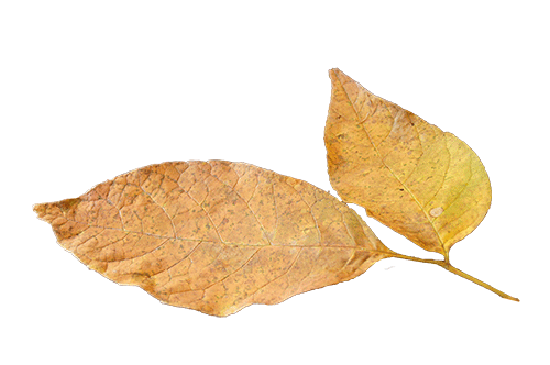 photo of gold leaves